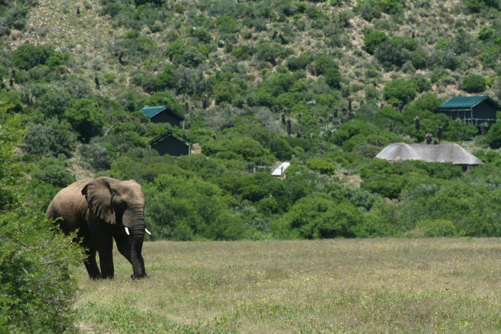 Villa Hillsnek Safari Camp - Amakhala Game Reserve Exterior foto