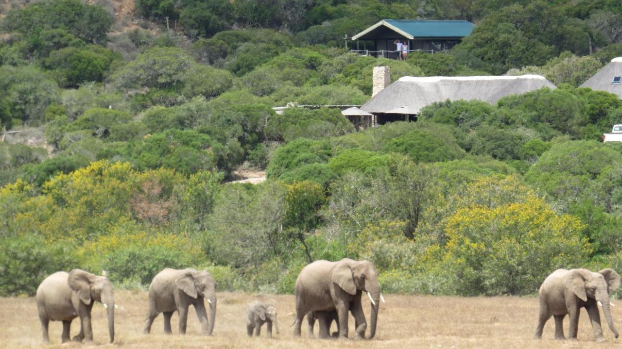 Villa Hillsnek Safari Camp - Amakhala Game Reserve Exterior foto