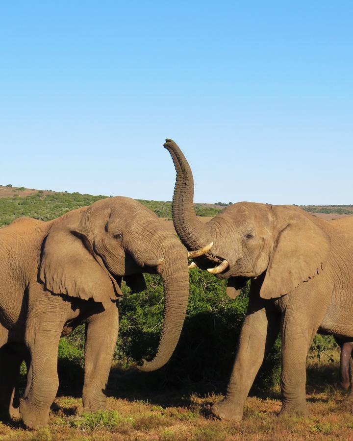 Villa Hillsnek Safari Camp - Amakhala Game Reserve Exterior foto