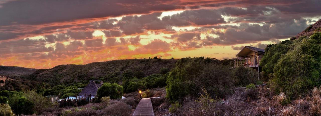 Villa Hillsnek Safari Camp - Amakhala Game Reserve Exterior foto